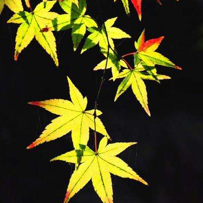 ManBetX网页版登录